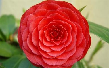 巴基斯坦主要中資企業有哪些